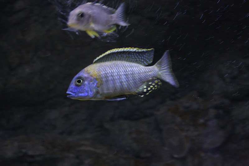 Tramitichromis sp. 'orange top' Lumbira
